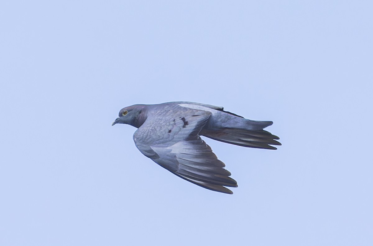 Yellow-eyed Pigeon - ML623642521