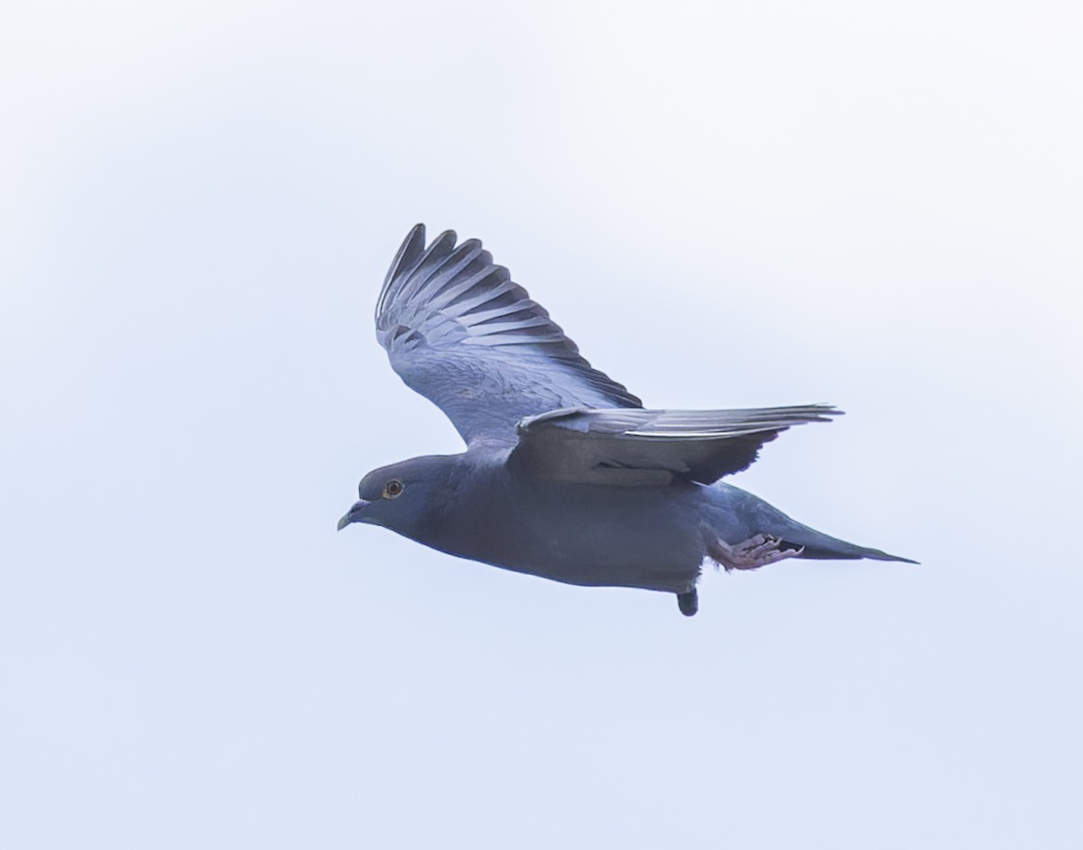 Yellow-eyed Pigeon - ML623642522