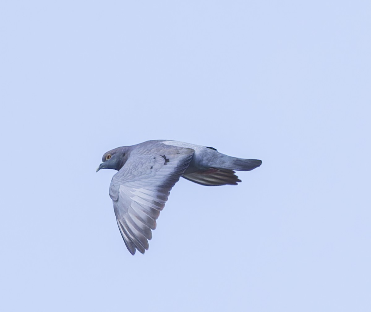 Yellow-eyed Pigeon - ML623642523