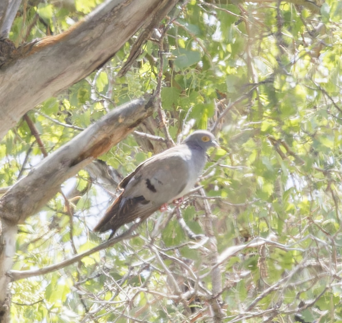 Yellow-eyed Pigeon - ML623642525