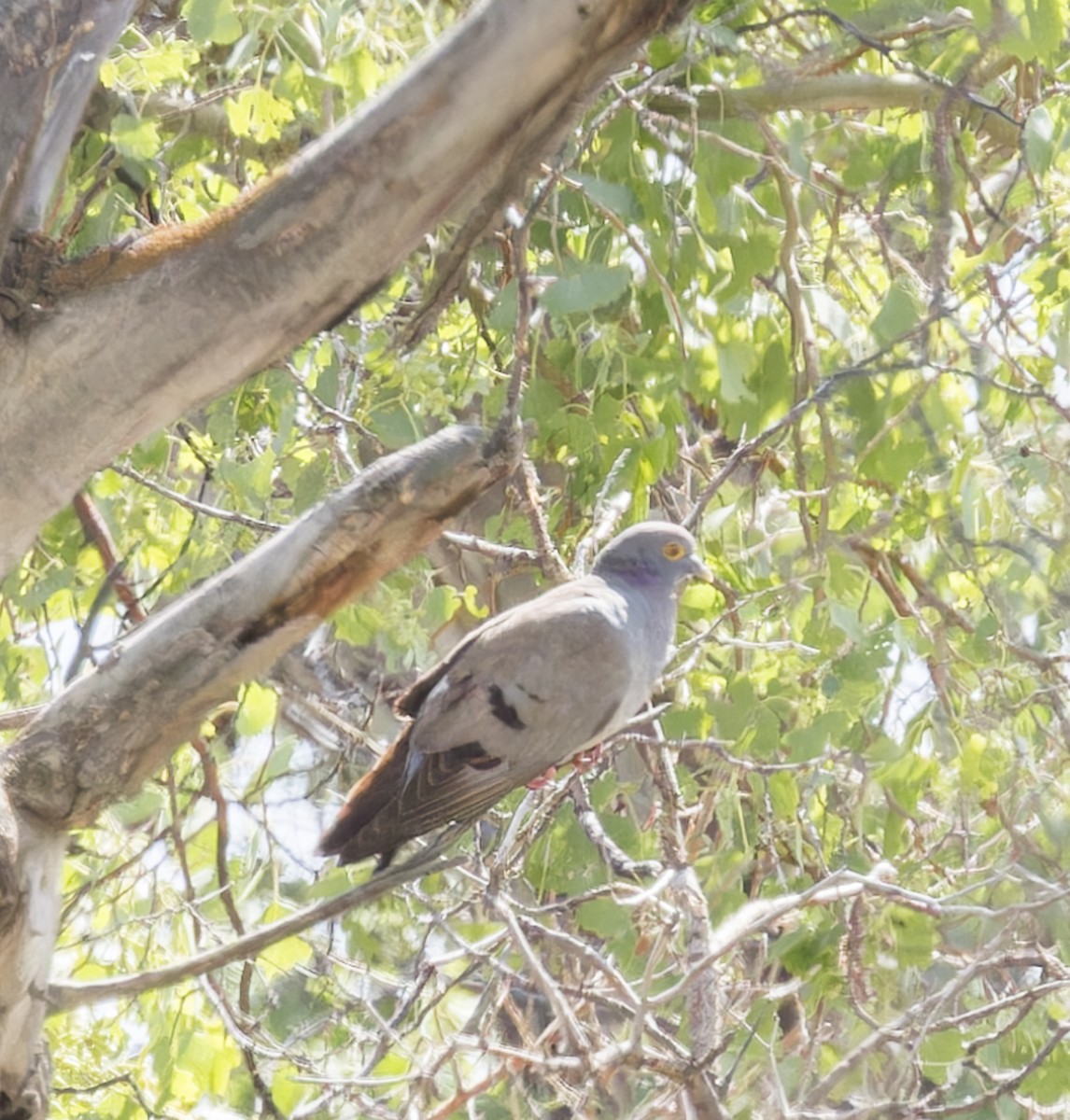 Yellow-eyed Pigeon - ML623642528