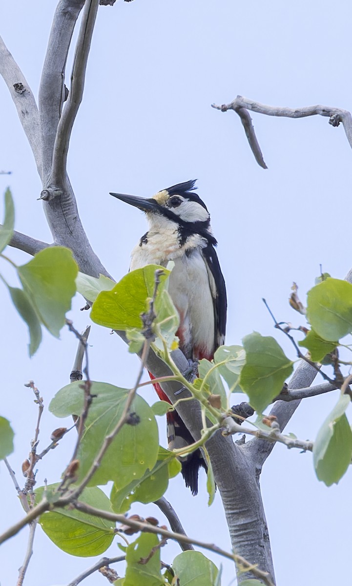 White-winged Woodpecker - ML623642547