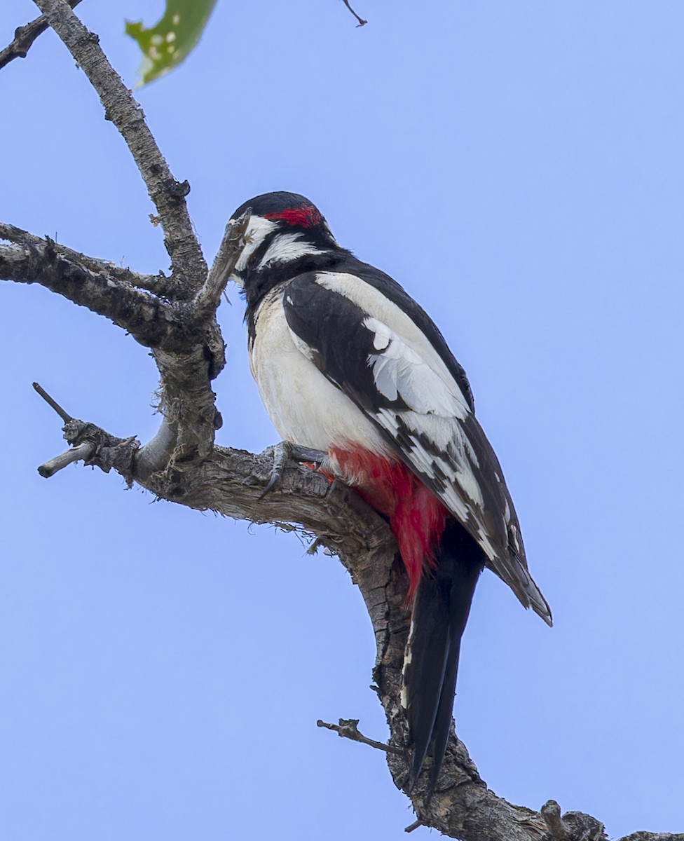 White-winged Woodpecker - ML623642548