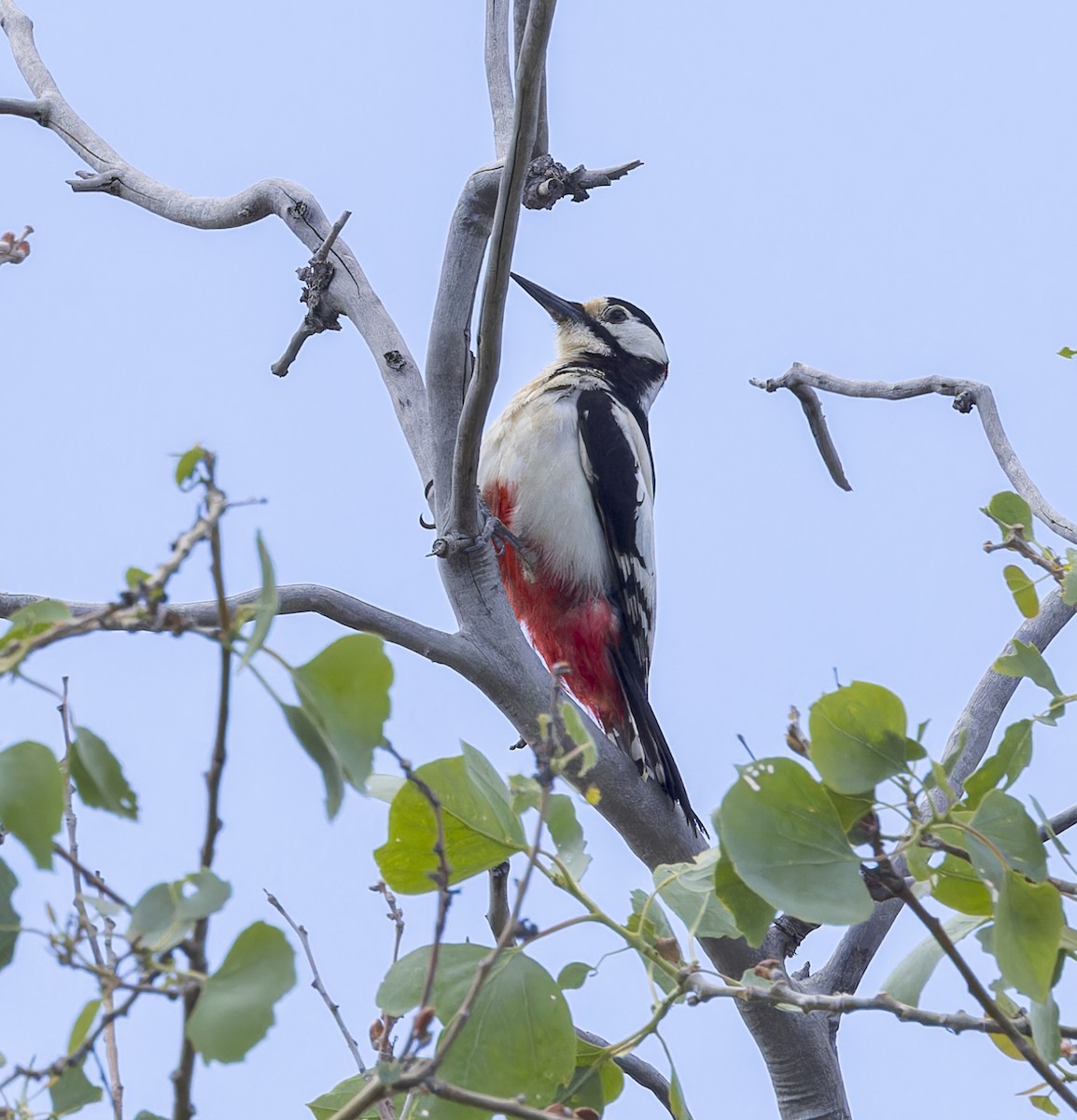 White-winged Woodpecker - ML623642550