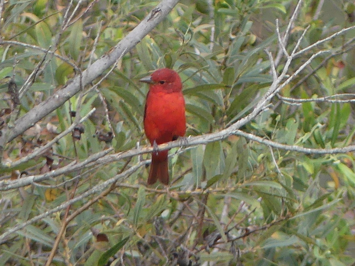 Summer Tanager - David Telles