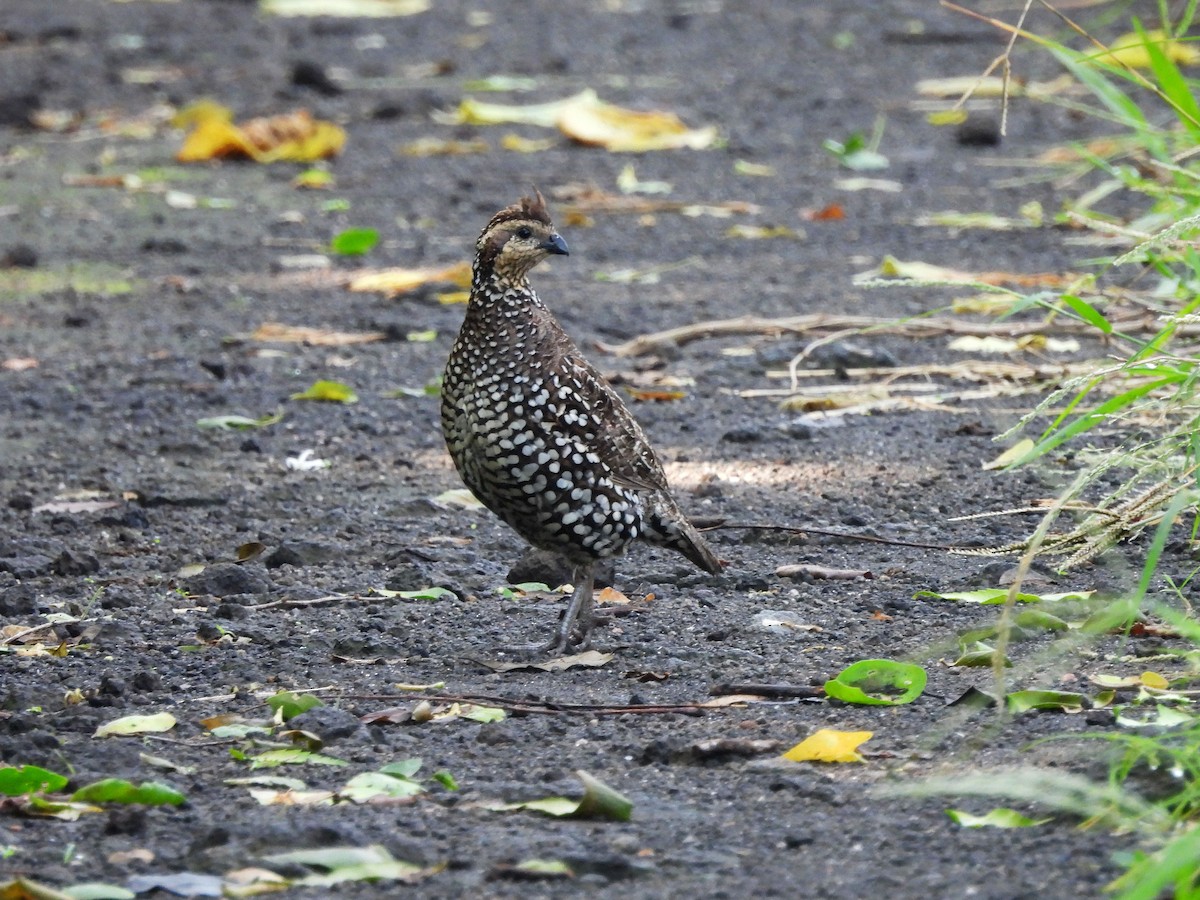 Crested Bobwhite - ML623642650