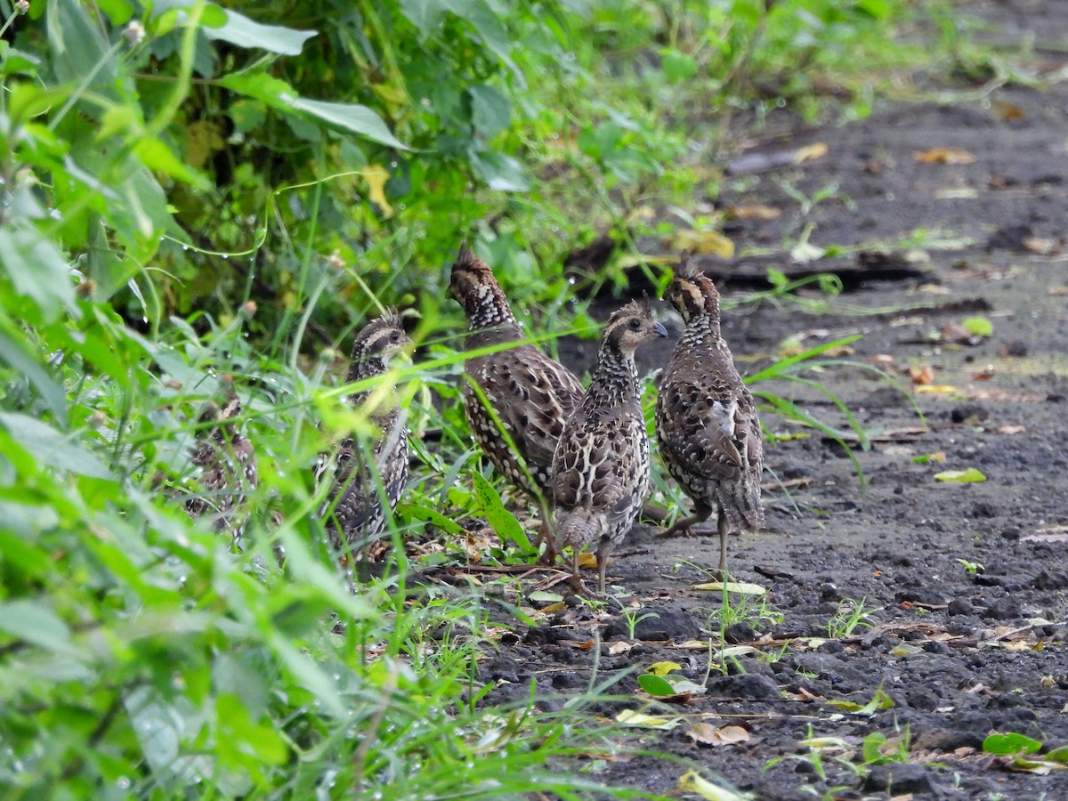 Crested Bobwhite - ML623642651