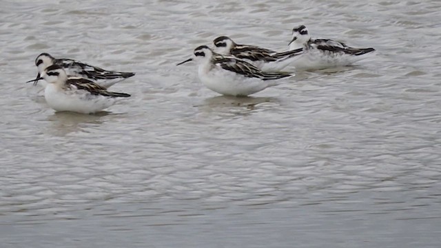 Red-necked Phalarope - ML623642669