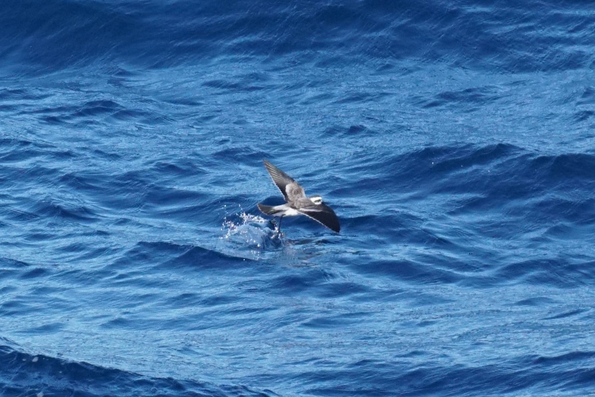 White-faced Storm-Petrel - ML623642676