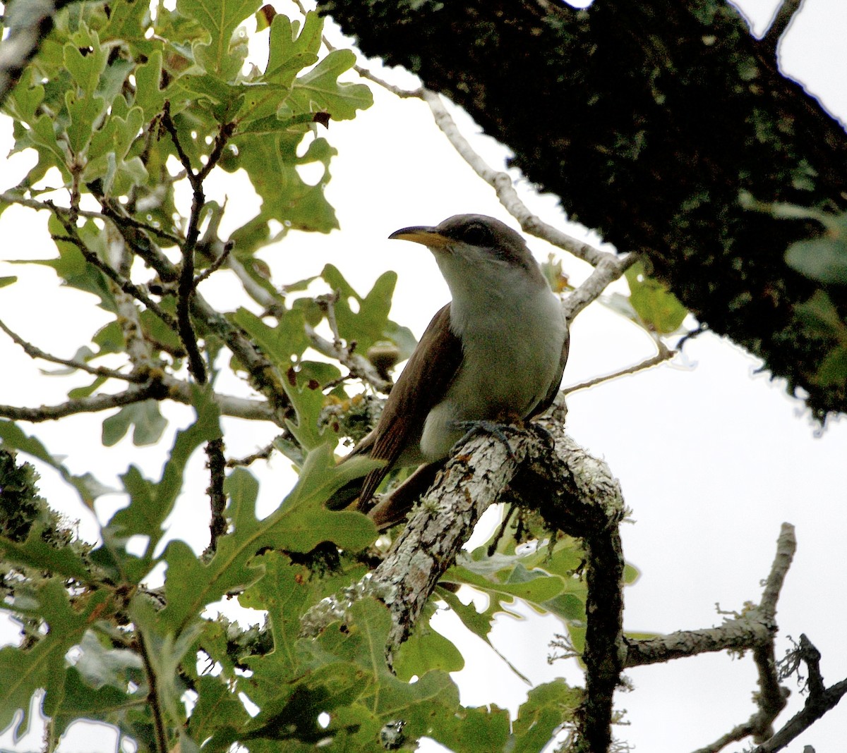 Yellow-billed Cuckoo - ML623642681