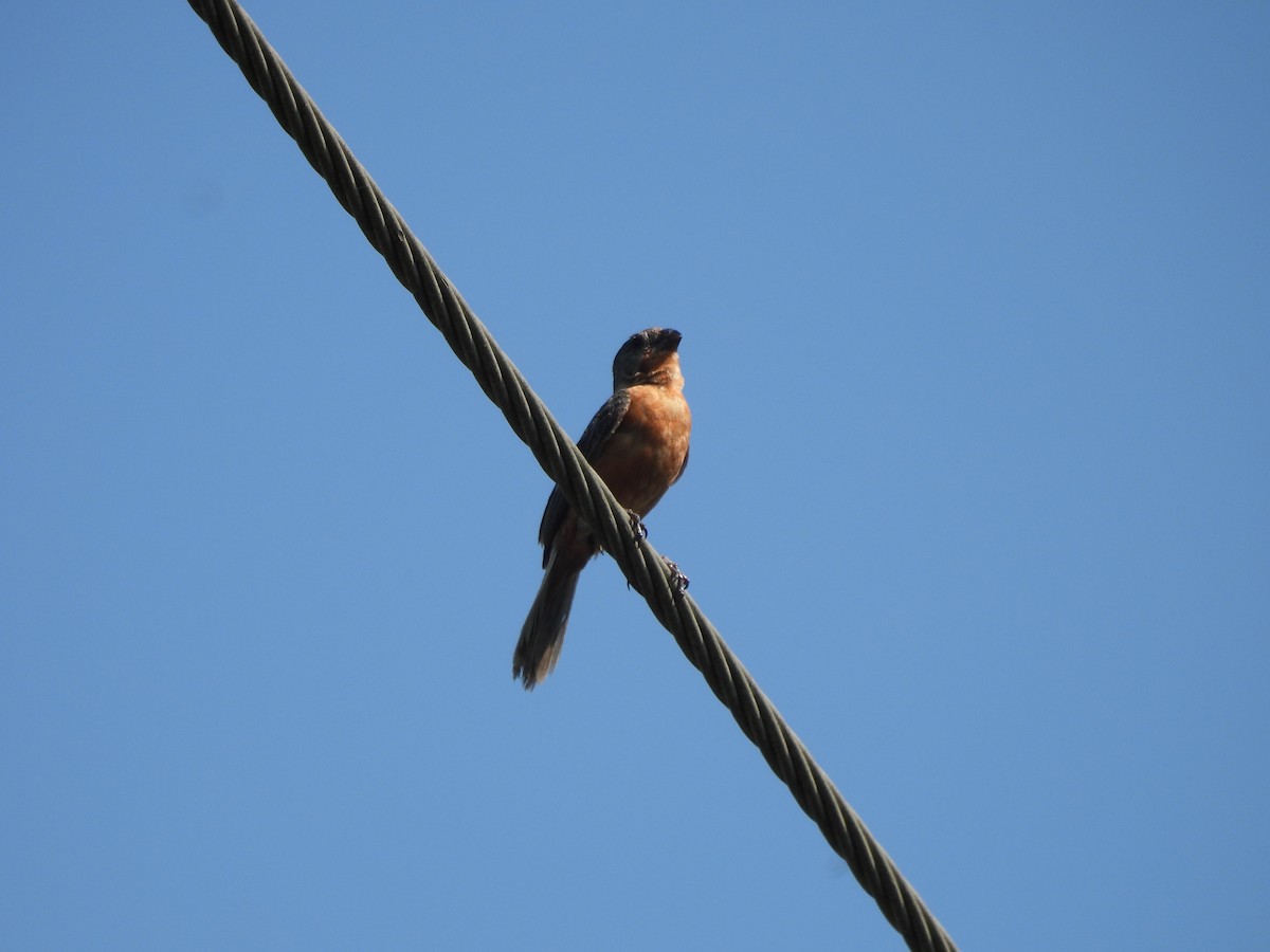 Ruddy-breasted Seedeater - ML623642691