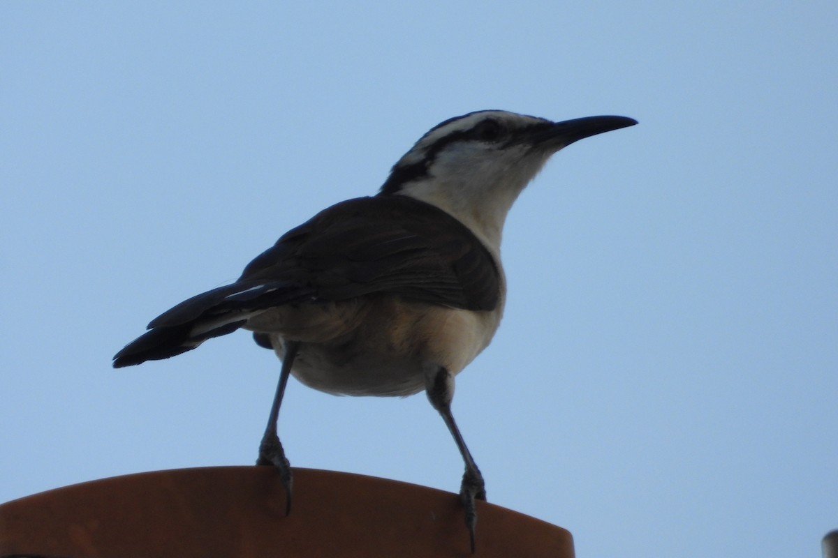 Bicolored Wren - ML623642706