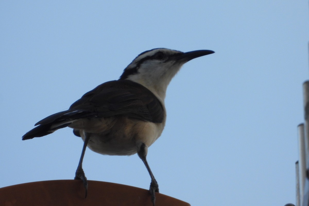 Bicolored Wren - ML623642707