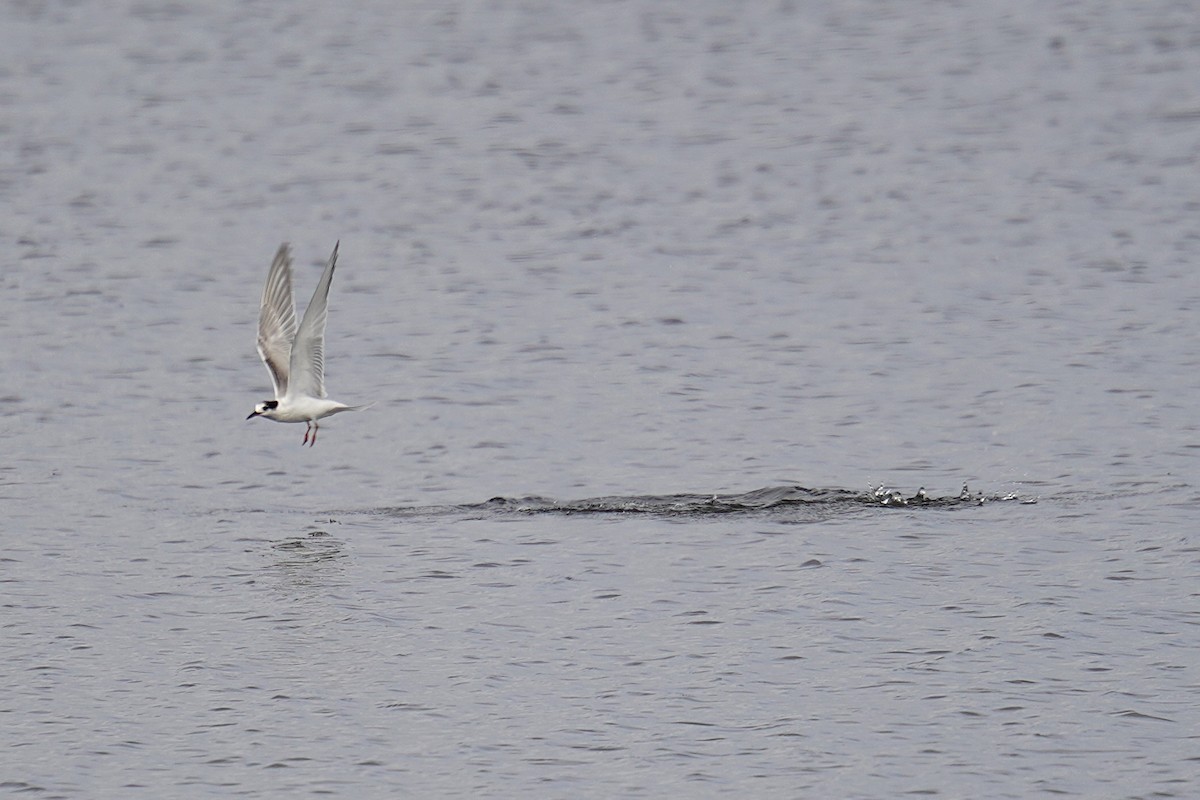 Common Tern - ML623642714