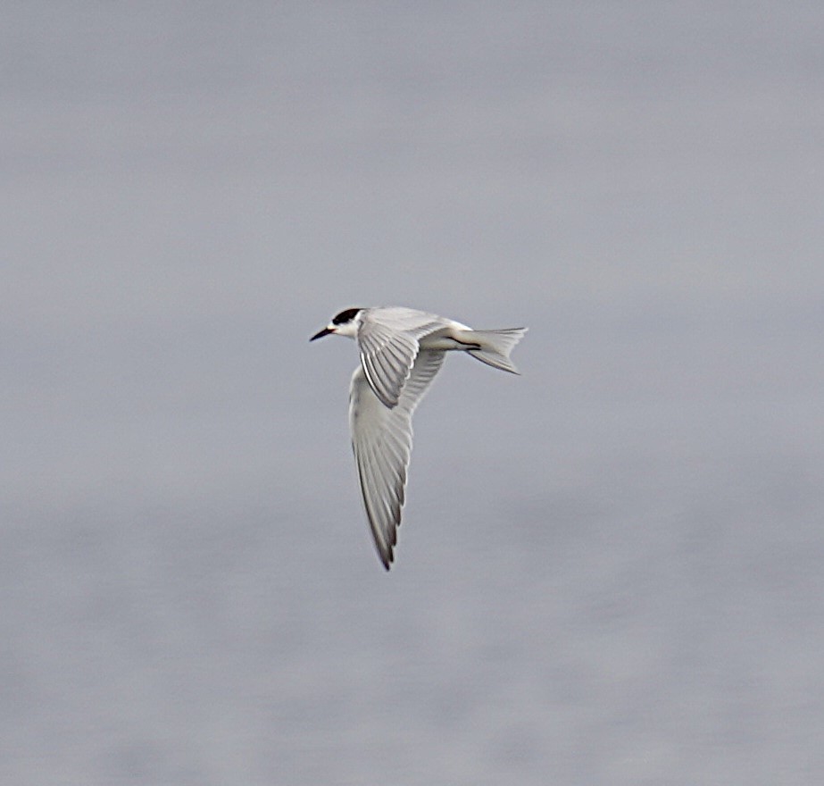 Common Tern - ML623642731