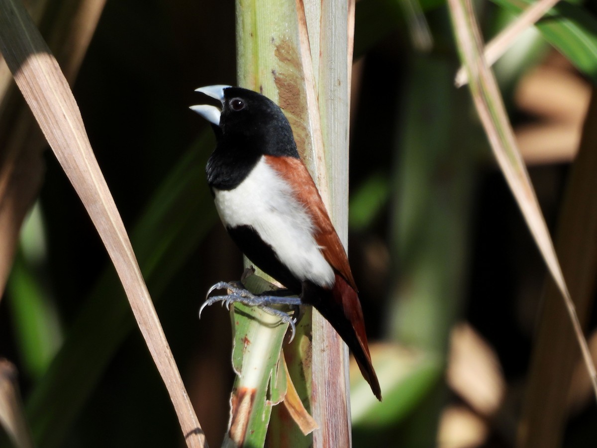 Tricolored Munia - ML623642732