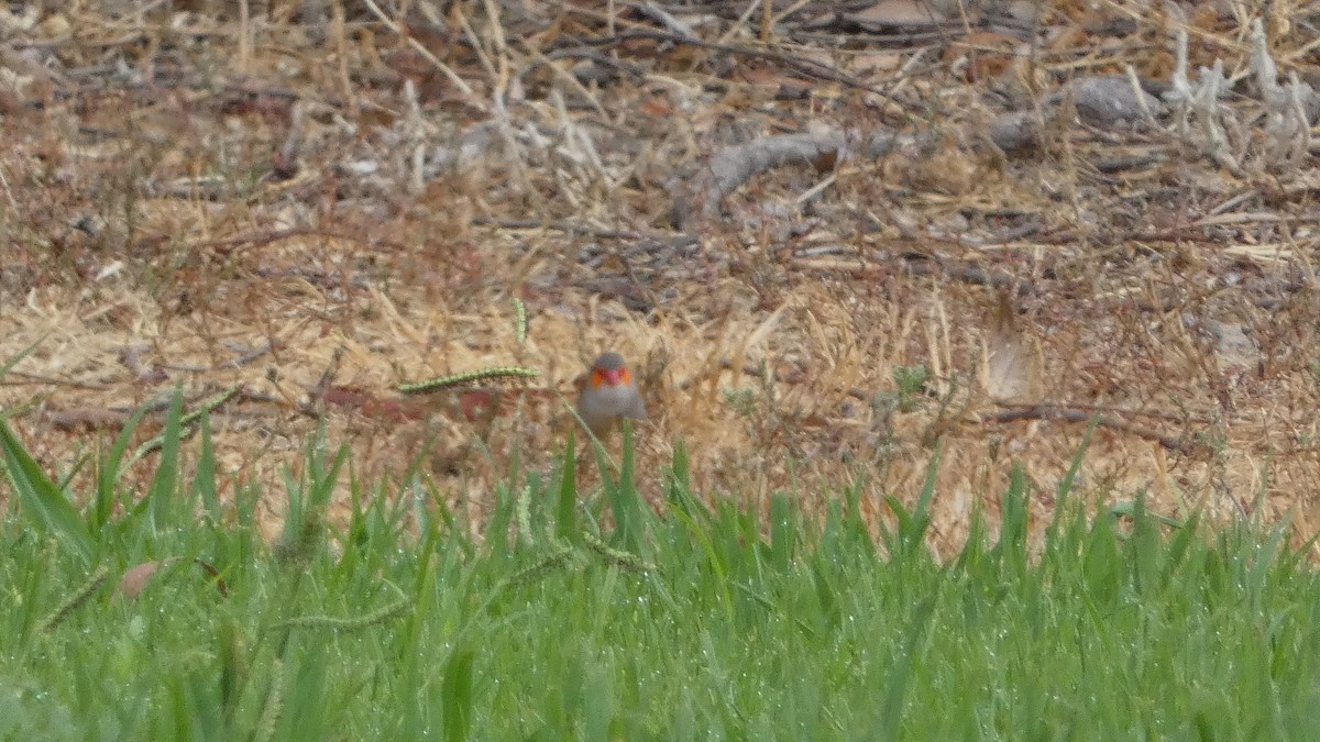 Orange-cheeked Waxbill - ML623642736