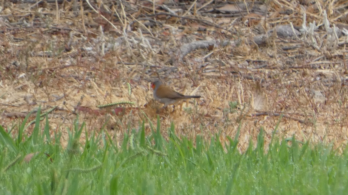 Orange-cheeked Waxbill - ML623642737