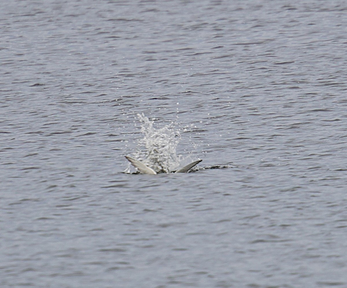 Common Tern - ML623642752