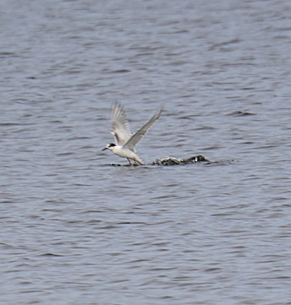 Common Tern - ML623642764