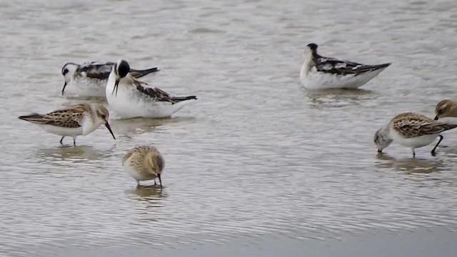 Baird's Sandpiper - ML623642774