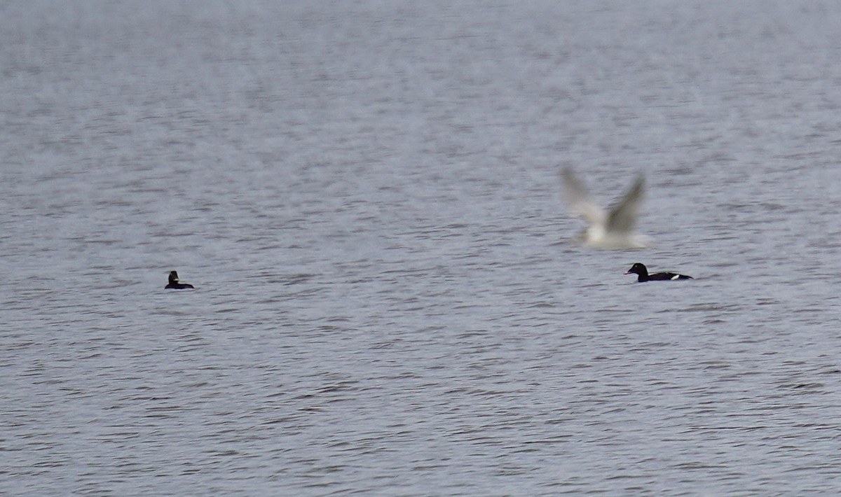 Common Tern - ML623642792