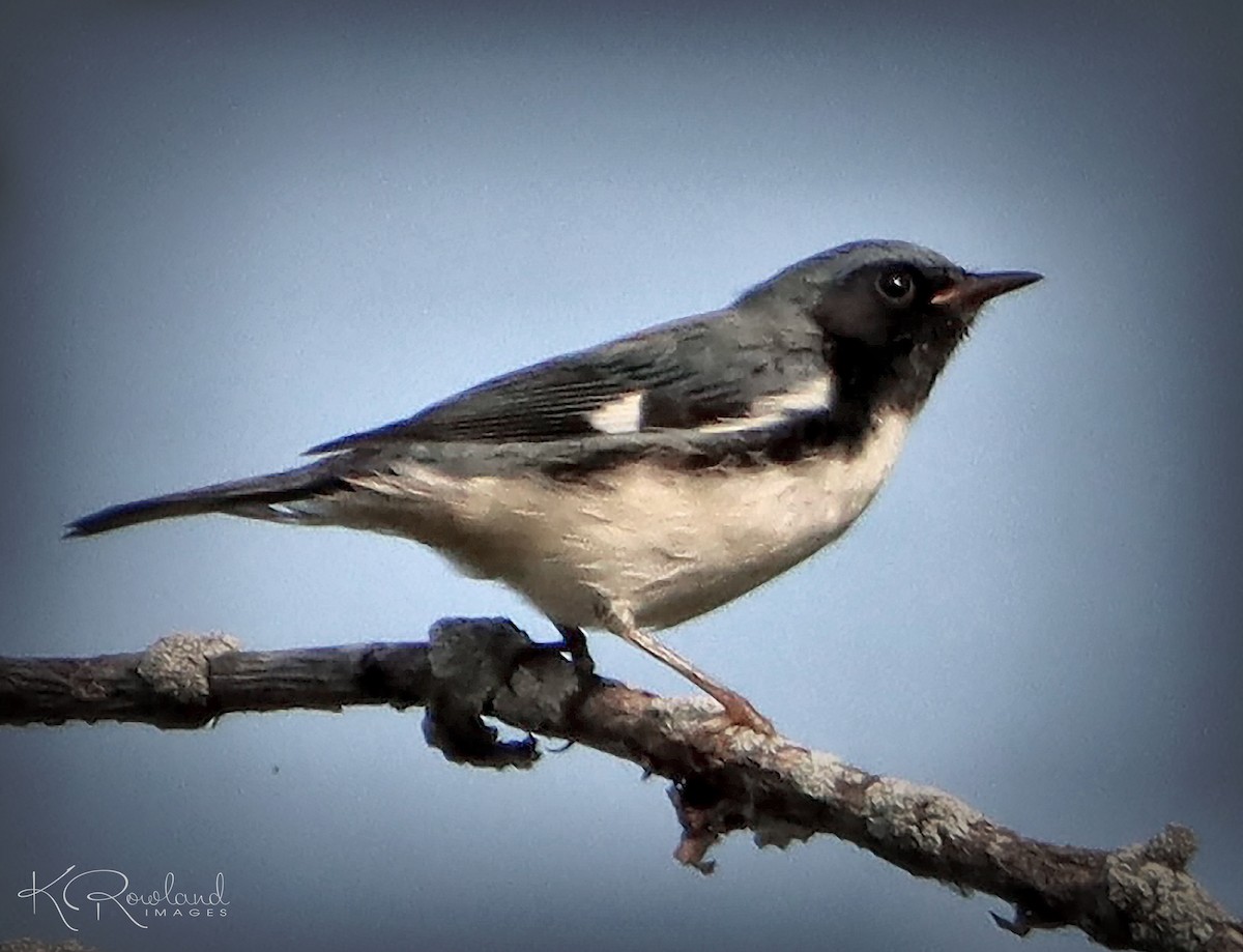 Black-throated Blue Warbler - ML623642798