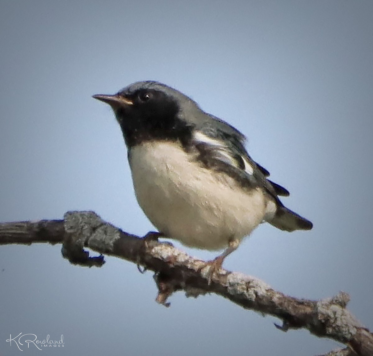 Black-throated Blue Warbler - ML623642799