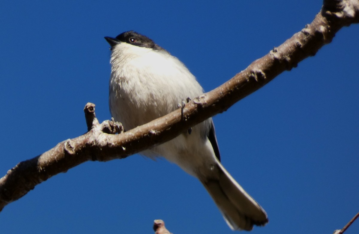 Monterita Cabecinegra - ML623642800