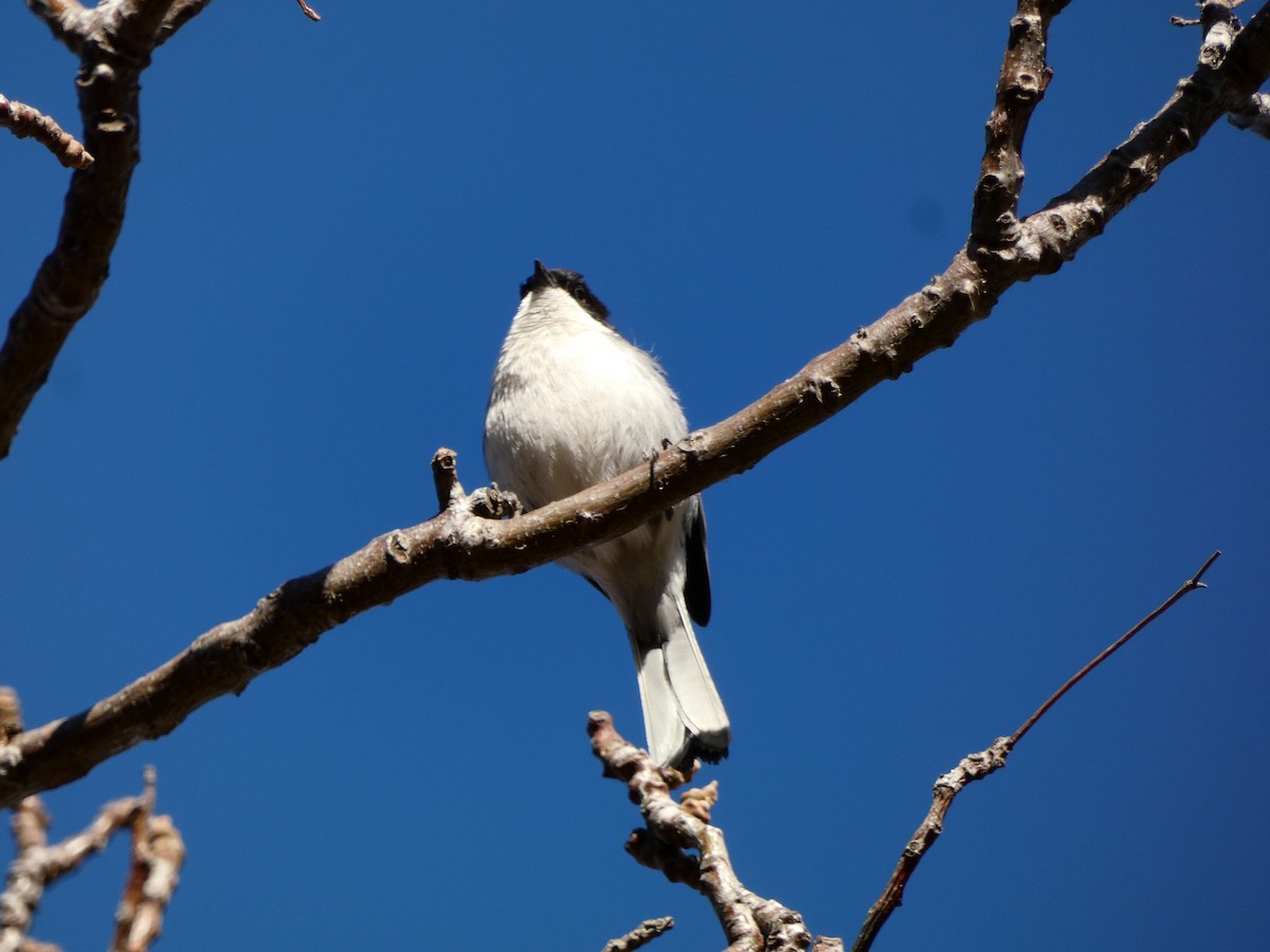 Monterita Cabecinegra - ML623642801