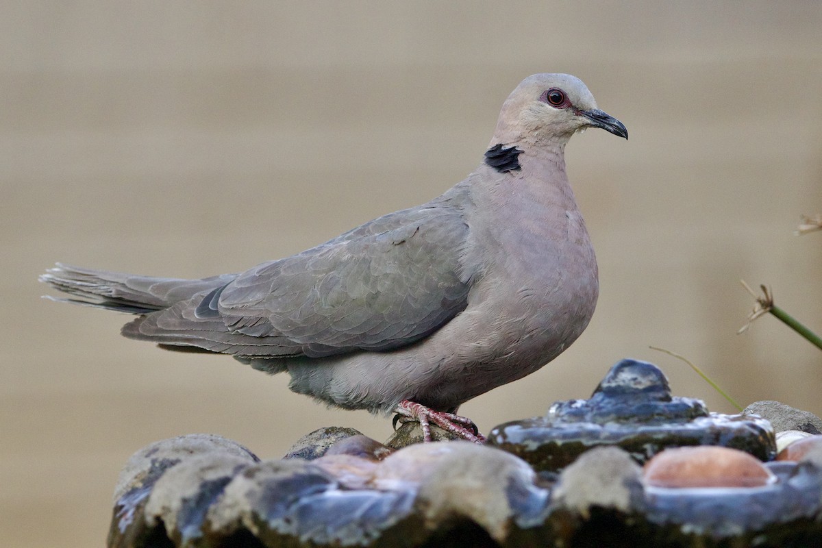 Red-eyed Dove - ML623642804