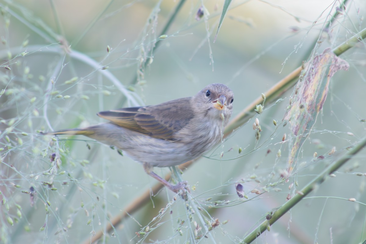 Orange-fronted Yellow-Finch - ML623642831