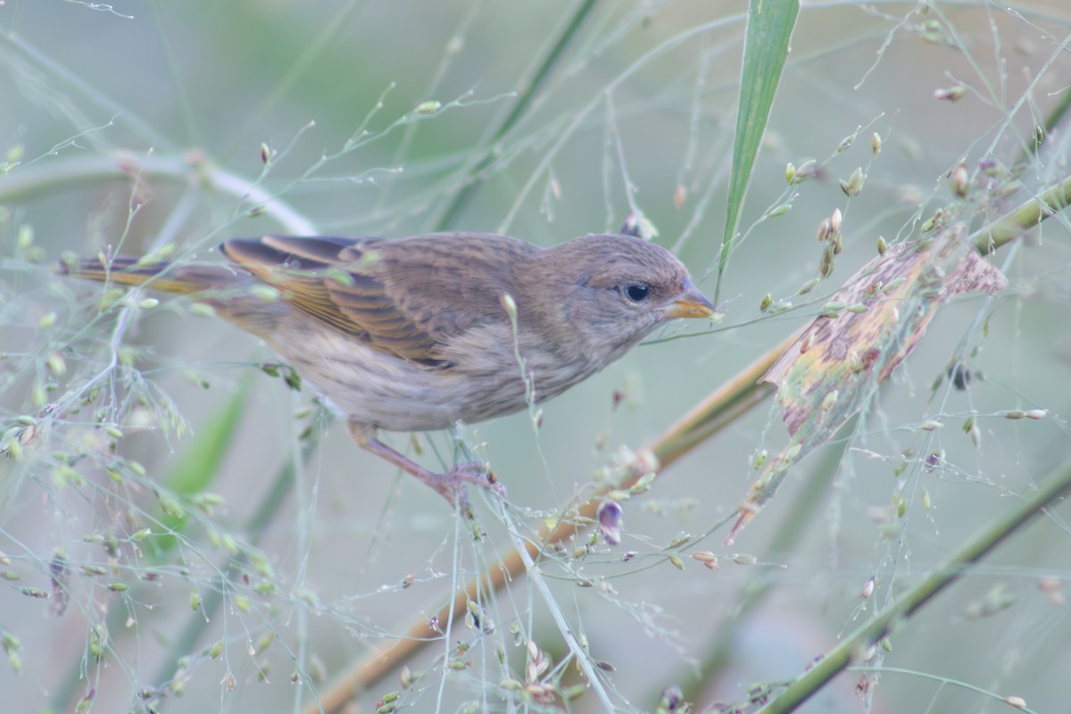 Orange-fronted Yellow-Finch - ML623642832