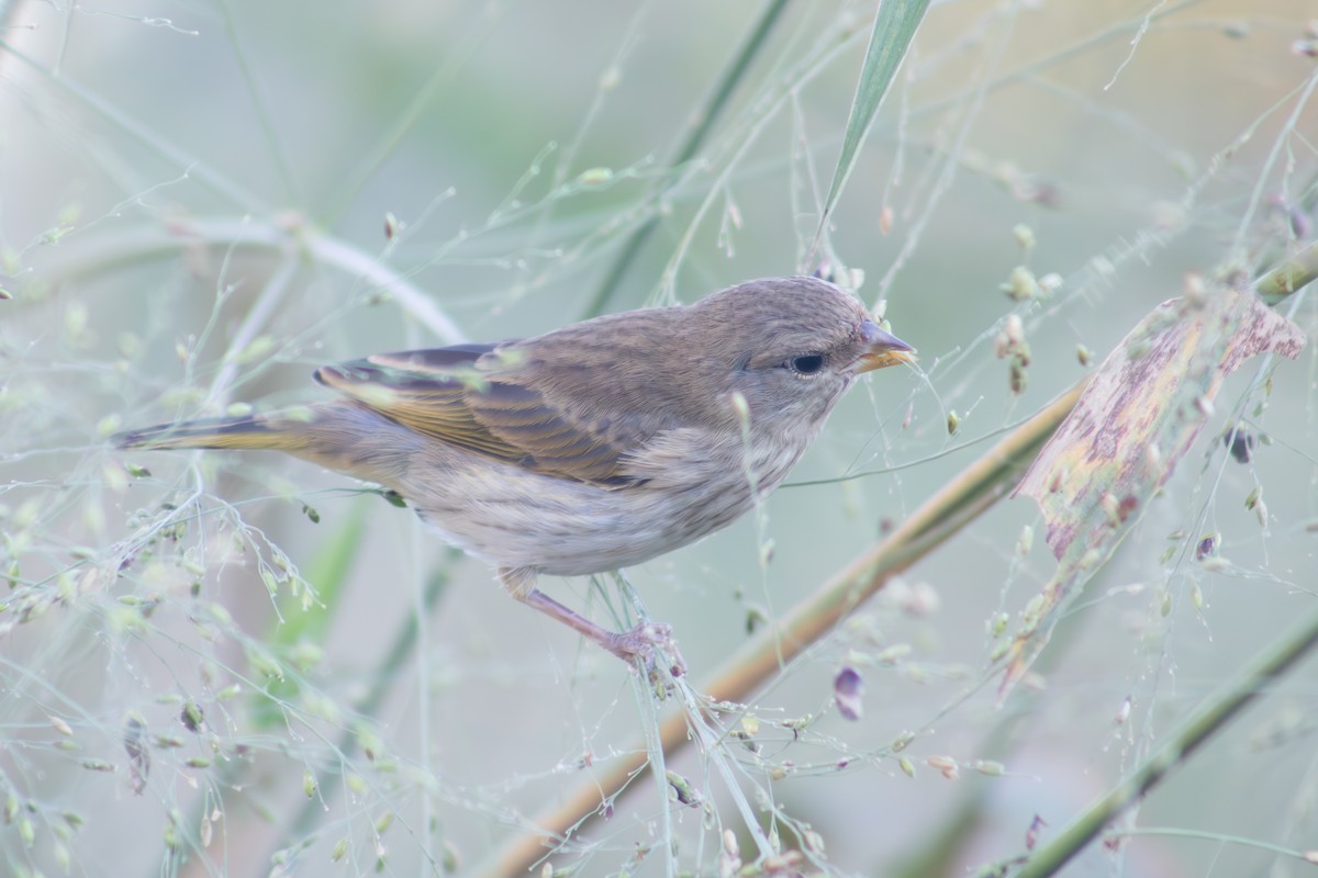 Orange-fronted Yellow-Finch - ML623642837