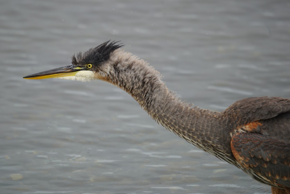 Great Blue Heron - ML623642841