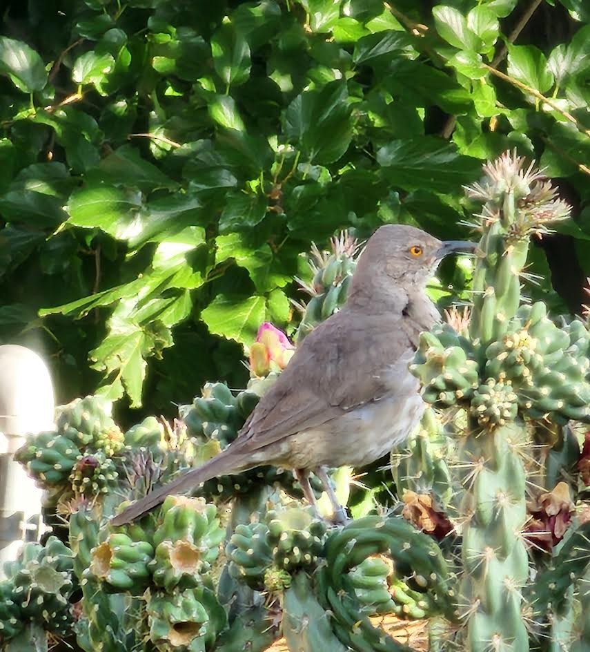 Curve-billed Thrasher - ML623642845