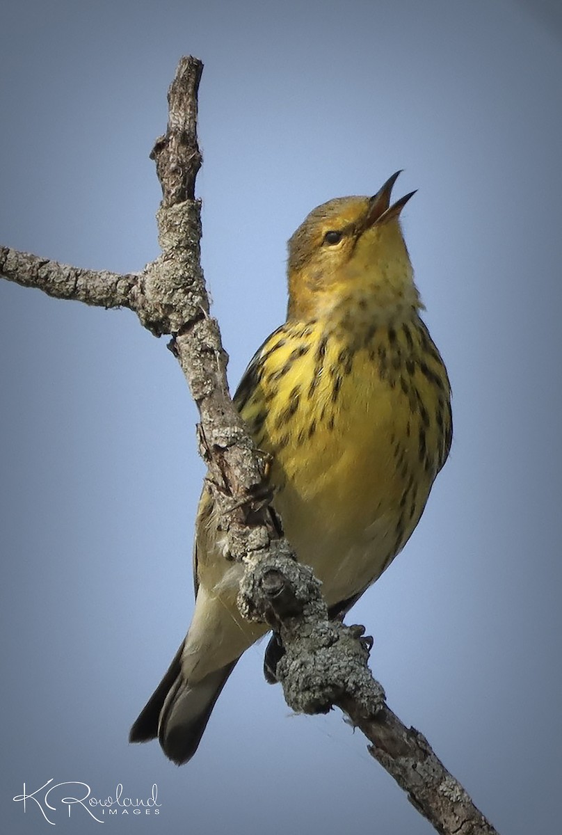 Cape May Warbler - ML623642872