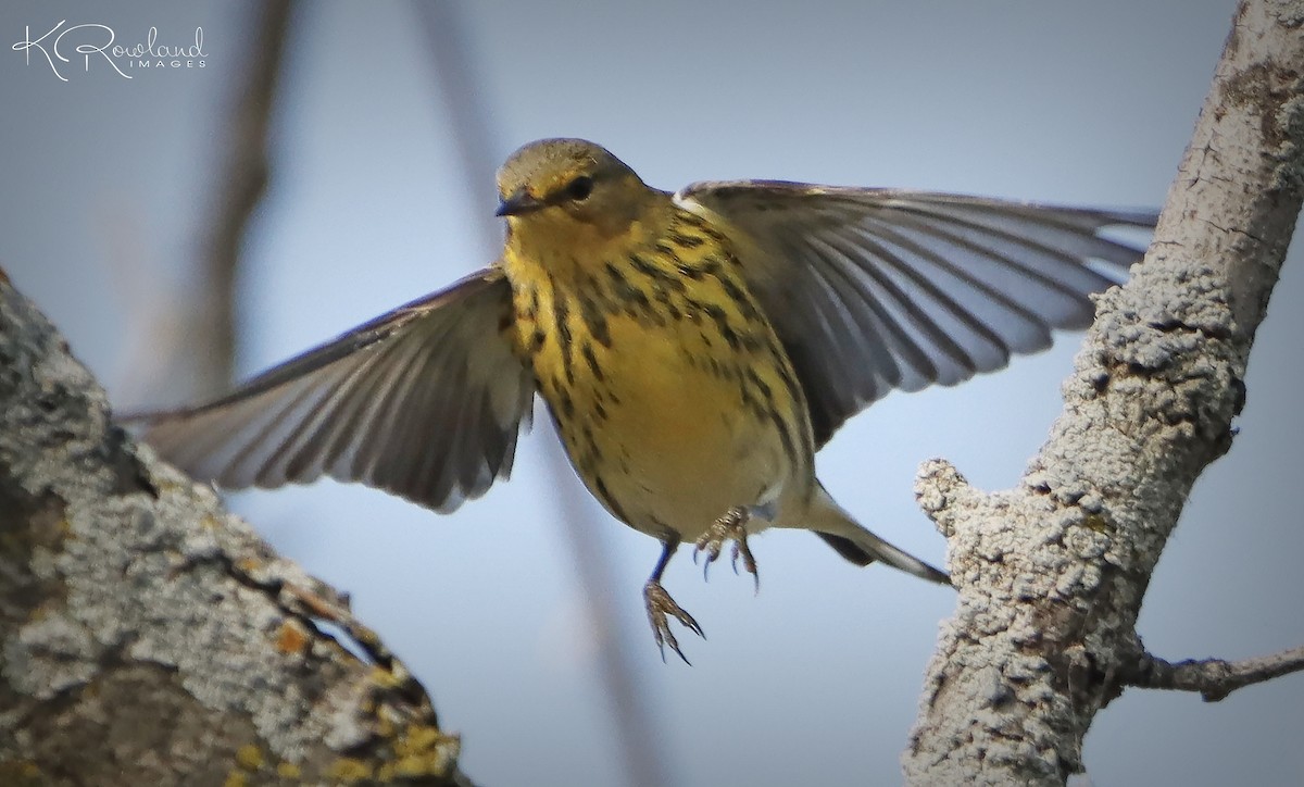 Cape May Warbler - ML623642873