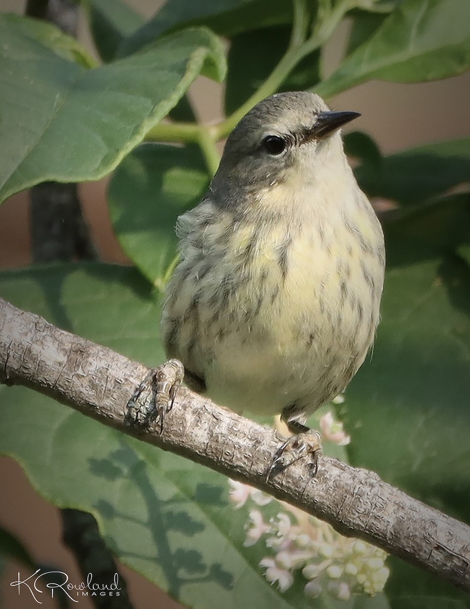 Cape May Warbler - ML623642874