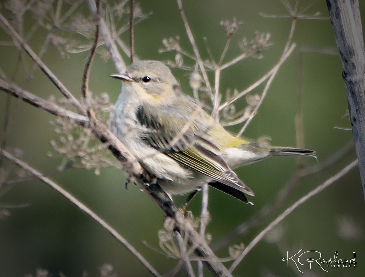 Cape May Warbler - ML623642875