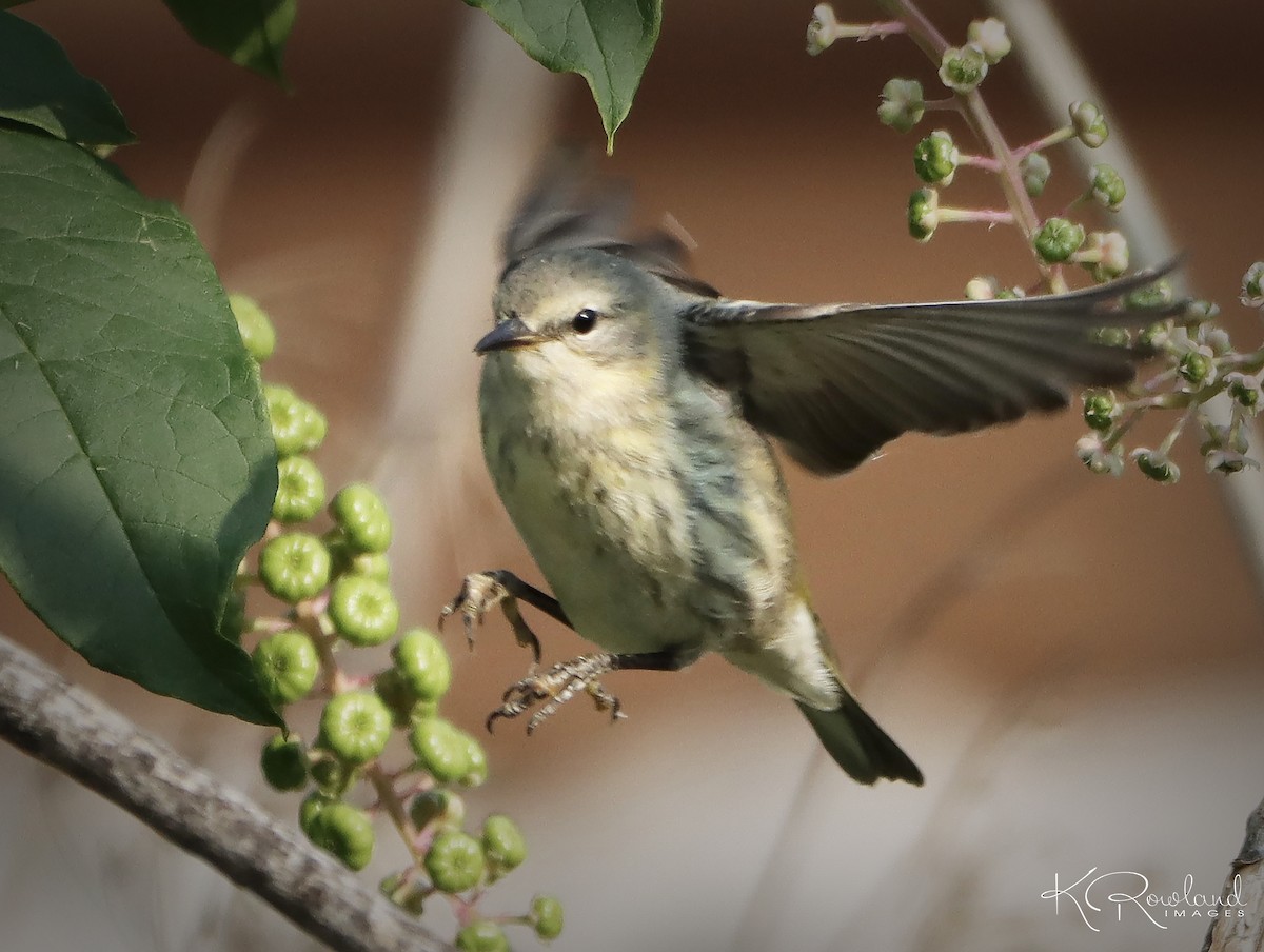 Cape May Warbler - ML623642876