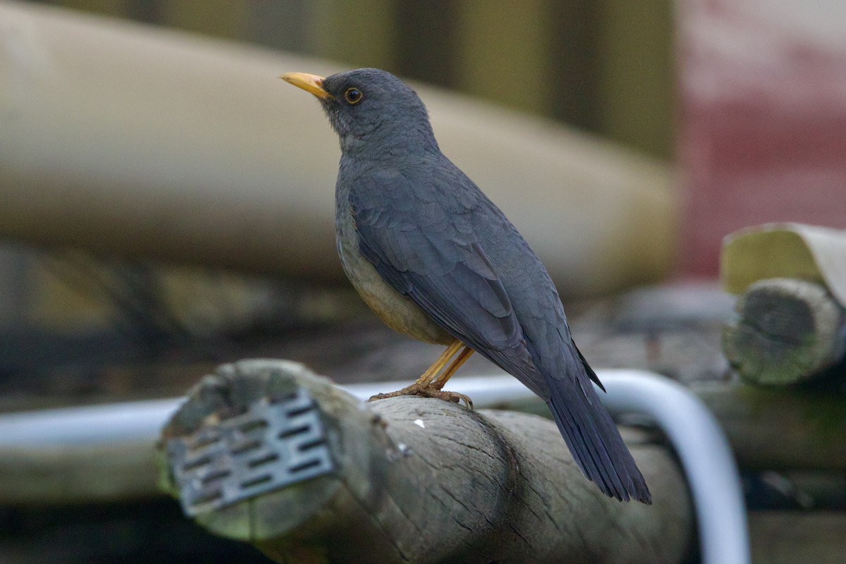 Karoo Thrush - ML623642883