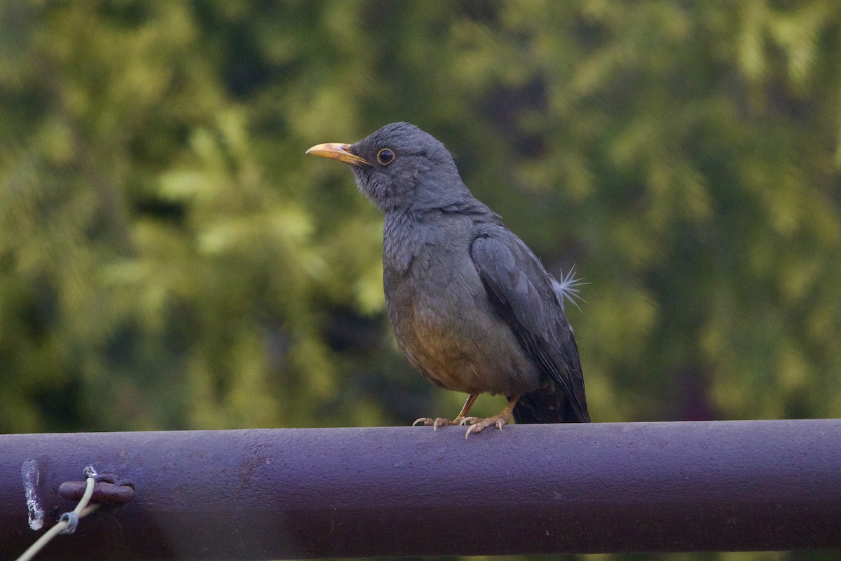 Karoo Thrush - ML623642884