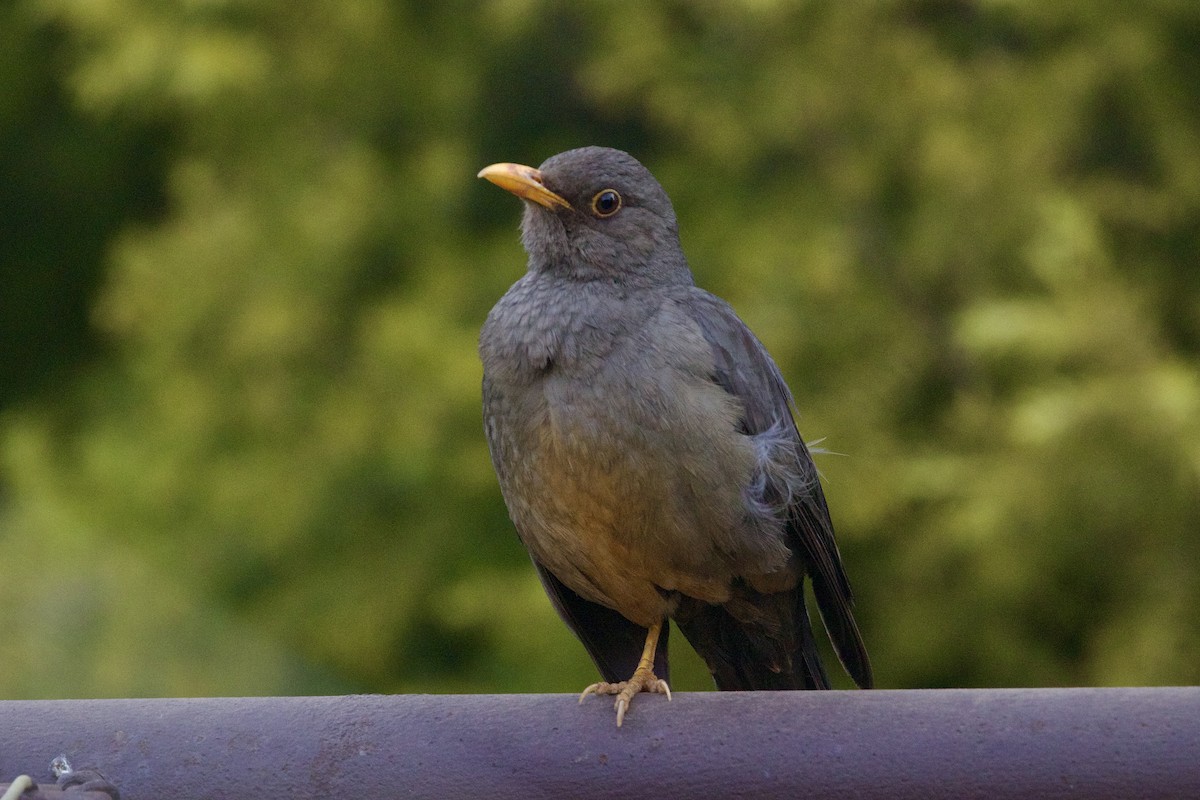 Karoo Thrush - ML623642885