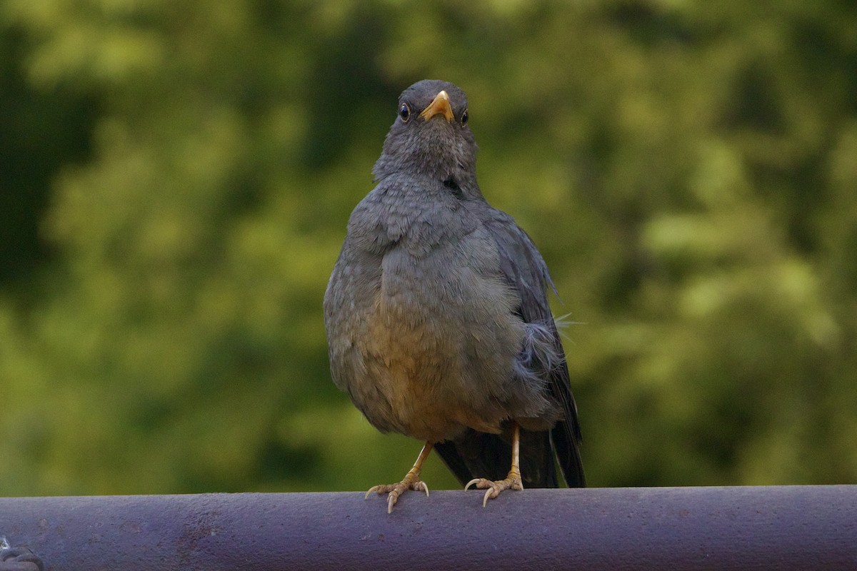 Karoo Thrush - ML623642886