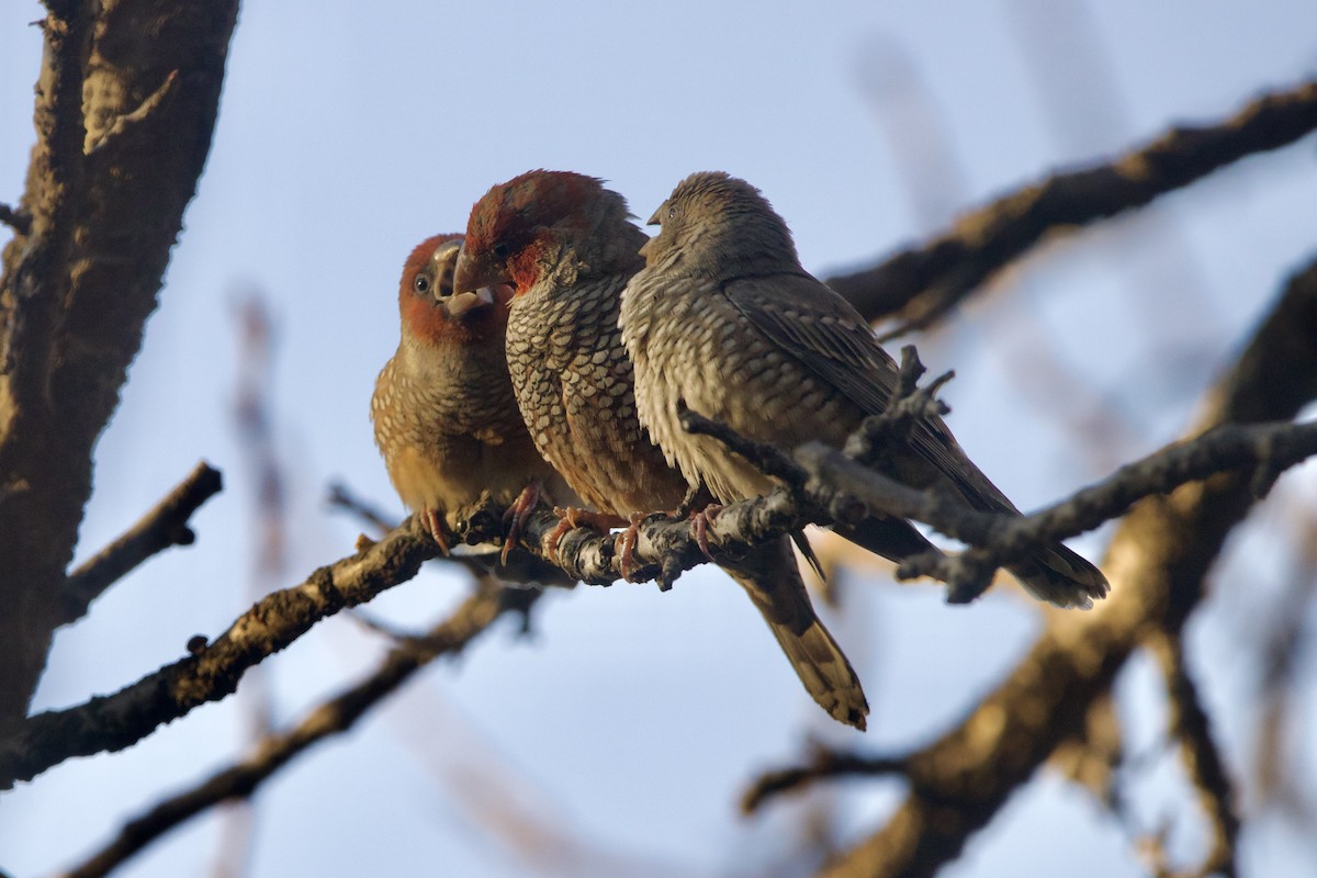 Red-headed Finch - ML623642930