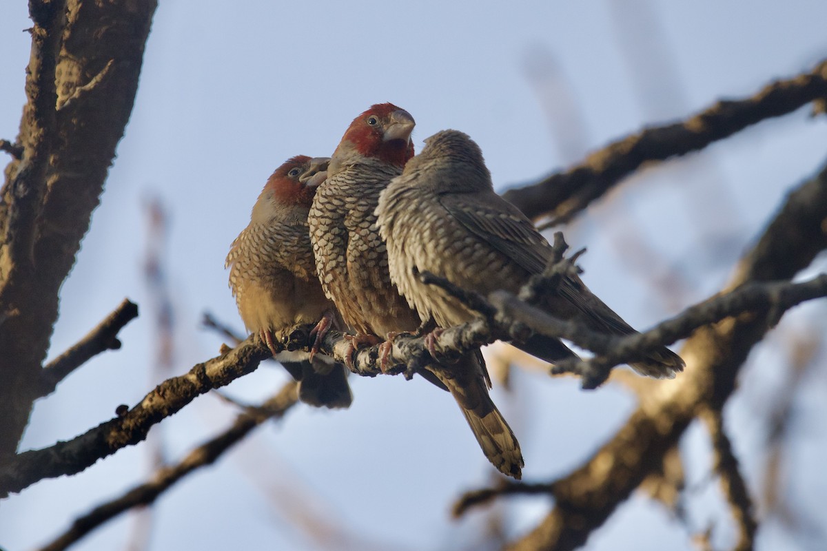 Red-headed Finch - ML623642931