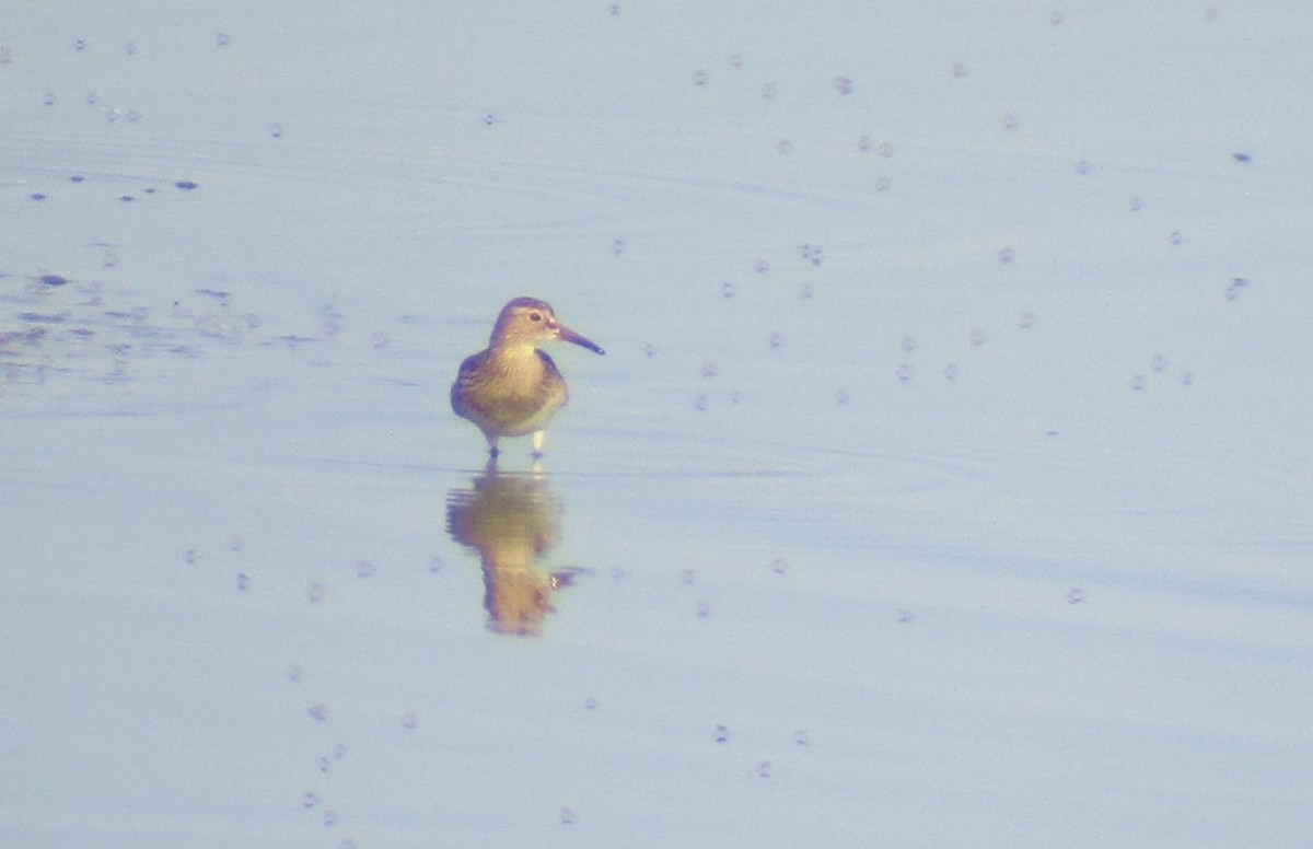 Орог элсэг - ML623642953