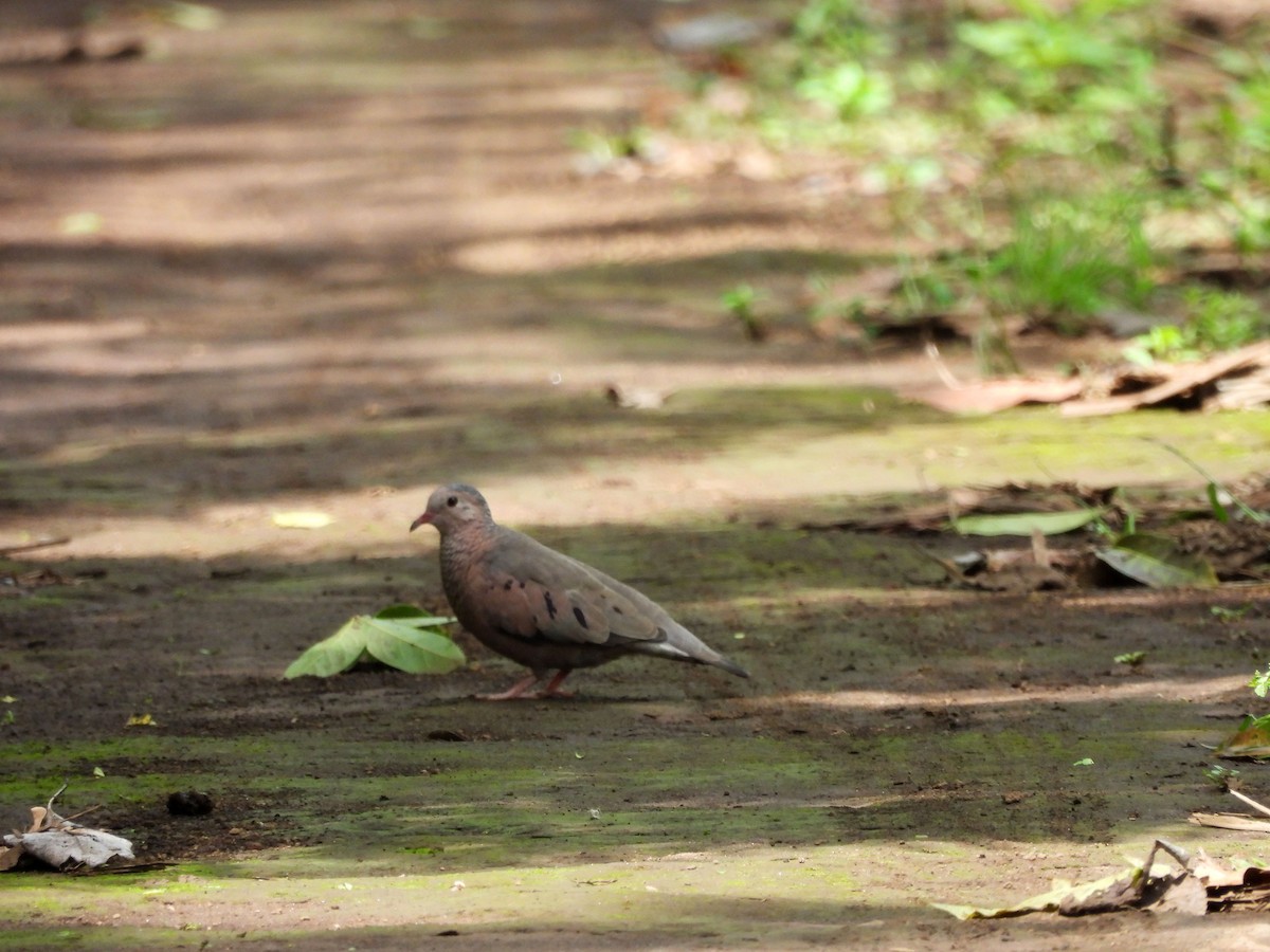 Common Ground Dove - ML623642956