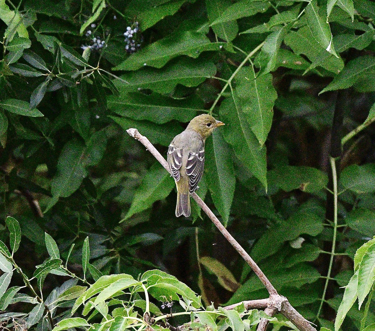 Western Tanager - ML623642971